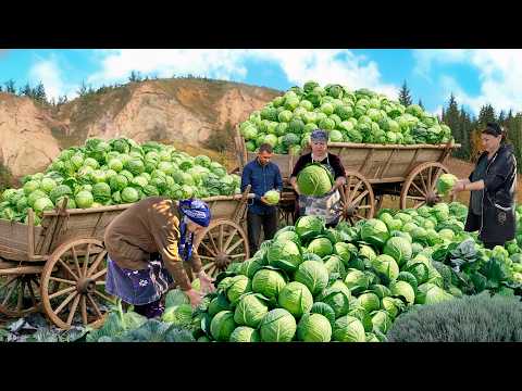 Видео: Собираем свежую капусту и помидоры! 🥬 Готовим дома маринованные капусту и помидоры