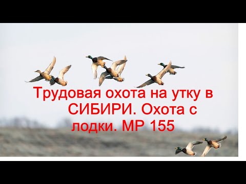 Видео: Трудовая охота на утку в Сибири.  Охота с лодки.  МР155