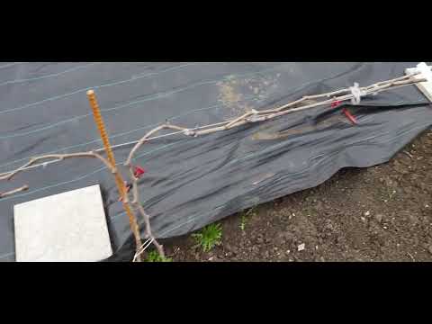 Видео: Формировка 2-х плечевого кордона.