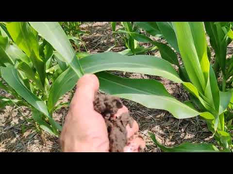 Видео: Культура, которая лучше всего переносит засуху