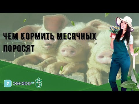 Видео: Чем кормить месячных поросят