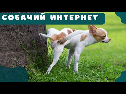 Видео: 🐕🐾📝 Собачий интернет: что означают собачьи метки и что делать, если собака метит дома?