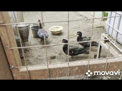 Видео: Птицеводство это не так просто# всегда будет много работы #уточки #куры