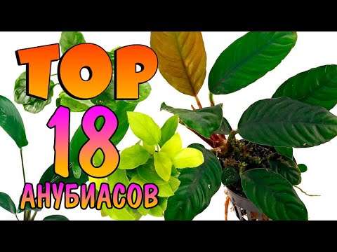 Видео: ТОП 18 АНУБИАСОВ