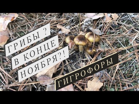 Видео: Стоит ли ехать за грибами в конце ноября? Гигрофоры растут полным ходом.
