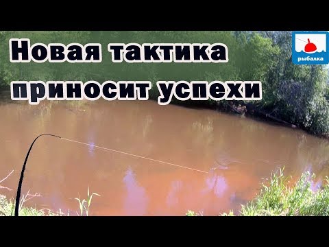 Видео: Новая тактика в ловле голавля на майского жука