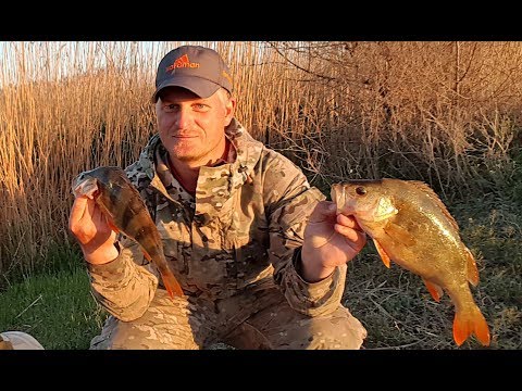 Видео: КИЛОГРАММОВЫЕ ОКУНИ !! РЫБАЛКА НА КРУПНОГО ОКУНЯ ! Ловля хищника в мае.