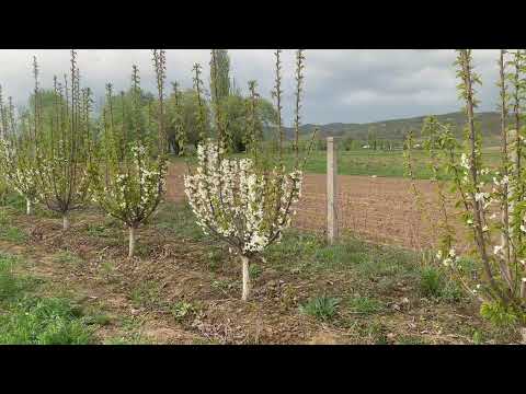 Видео: Гулдоо мезгилинде суу кою