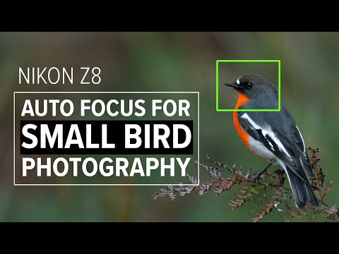 Видео: Настройки автофокуса Nikon Z8 для съёмки мелких птиц | Nikon 180-600 f/5-6.3