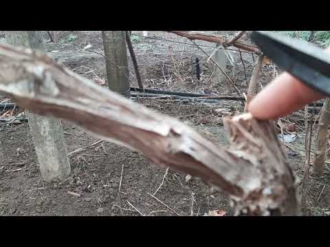 Видео: Подготовка куста винограда к перепрививке в наземный штамб и плечи куста