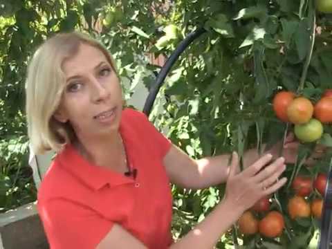 Видео: Программа Дачные сезоны 19 августа 2017 Почему опадает цвет у баклажанов? Как подкормить капусту.