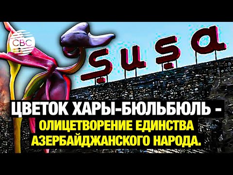 Видео: Цветок  Хары-бюльбюль - олицетворение единства азербайджанского народа.