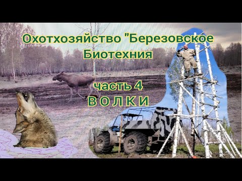 Видео: Волки в охотхозяйстве. Видео с фотоловушки. Установка вышки