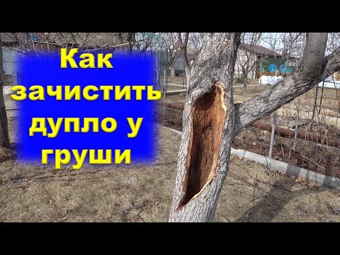 Видео: Как зачистить дупло у груши