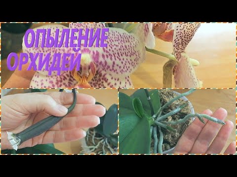 Видео: Опыление орхидей фаленопсис дома.  Обзор 4 месяца после опыления.