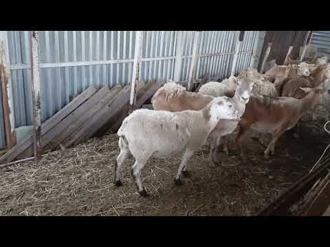 Видео: Прошли окоты, отбили ягнят