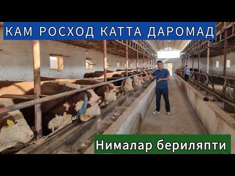 Видео: КАМ РОСХОД КАТТА ДАРОМАД БУКА БОКИШ СИРЛАРИ ( ЯНГИ БИЗНЕС )