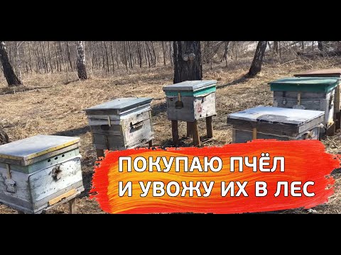 Видео: Покупаю пчёл и ставлю их в лесу - пасека МёдВедь
