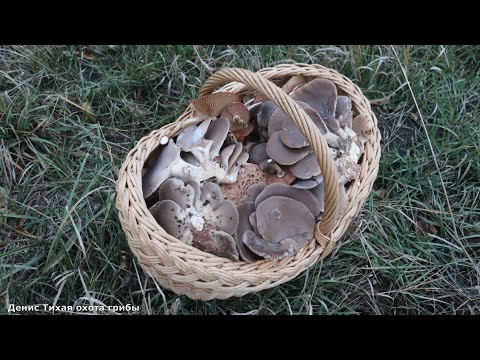 Видео: Царство грибов в одном походе! Что я нашёл?