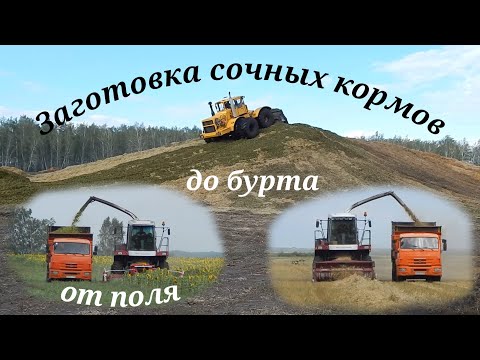 Видео: Заготовка силоса в колхозе от поля до бурта. Комбайн Дон-680, Камаз-43255, Зил, МТЗ-82, К-700