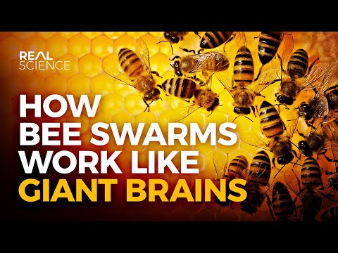 Видео: Сила пчелиной демократии