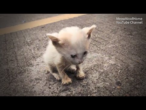 Видео: Бездомного котёнка выгнали на дорогу, в больнице узнали, насколько он ранен