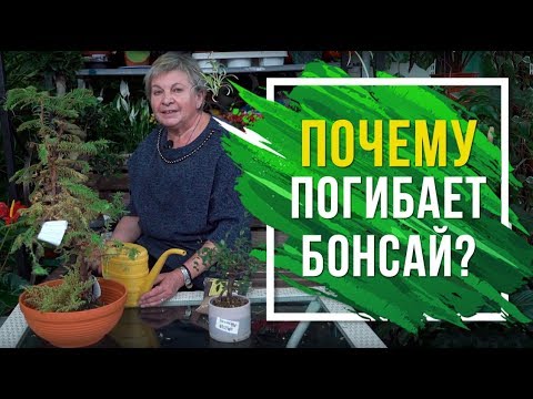 Видео: Почему погибает бонсай?