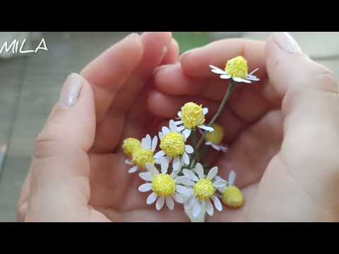 Видео: Ромашка полевая аптечная из гофрированной бумаги