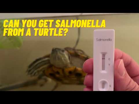 Видео: Переносят ли черепахи сальмонеллу? Безопасны ли они?
