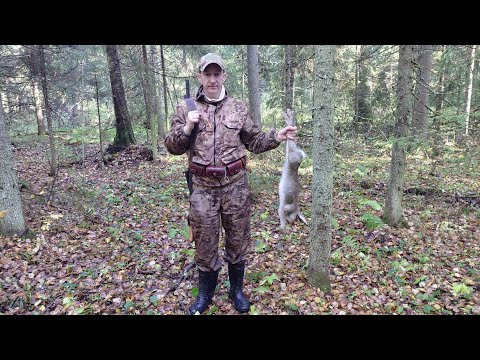 Видео: ОХОТА С РУССКОЙ ГОНЧЕЙ НА ЗАЙЦА. ДОБЫЛИ МОЛОДОГО ЗАЙЧИШКУ!