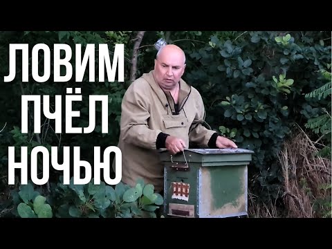 Видео: Поймали Рой диких Пчёл ночью в лесу