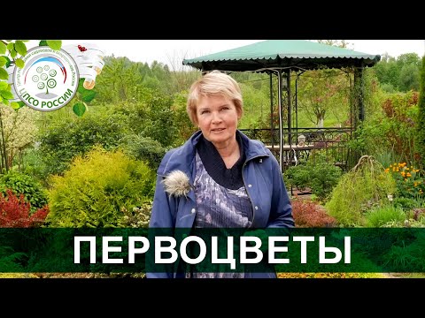 Видео: Эти весенние первоцветы преобразят ваш сад. Часть 2.