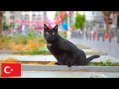 Видео: Кошки Стамбула и звуки природы — 2 часа расслабления