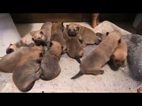Видео: 30 дней жизни ЩЕНКОВ КАРЕЛО-ФИНСКОЙ ЛАЙКИ за 5 минут! 30 days of FINNISH SPITZ PUPPIES in 5 minutes!