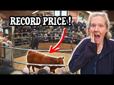 Видео: НАША РЕКОРДНАЯ ЦЕНА НА ГОВЯДИНУ!! @BenthamAuction