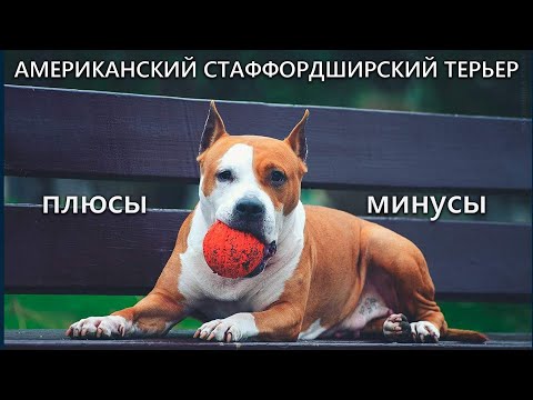 Видео: АМЕРИКАНСКИЙ СТАФФОРДШИРСКИЙ ТЕРЬЕР. Плюсы и минусы породы AMERICAN STAFFORDSHIRE TERRIER