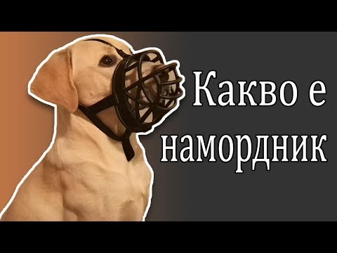 Видео: Как да приучите кучето си към намордник