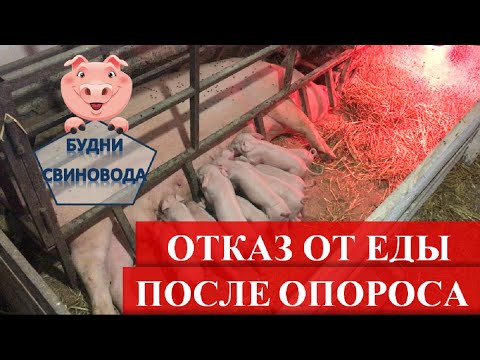 Видео: Антибиотики в послеродовой период// отказ от еды после опороса, как избежать// парвовироз