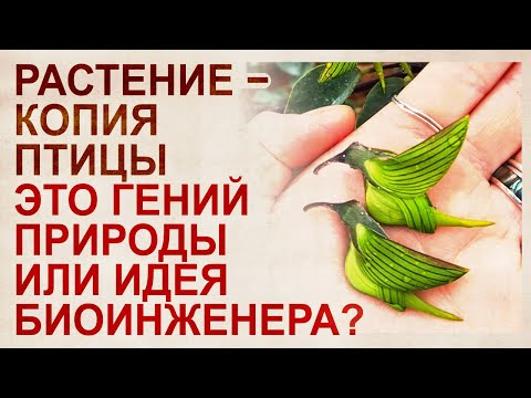 Видео: Кто создал организмы – бог, природа или команда биоинженеров? Примеры, факты, доводы и версии.