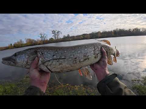 Видео: Осінній ЖОР ЩУКИ!😍 Клювала на кожному закиді! Платний ставок і Дикий, Окунь та Щука. Озеро Дідилів