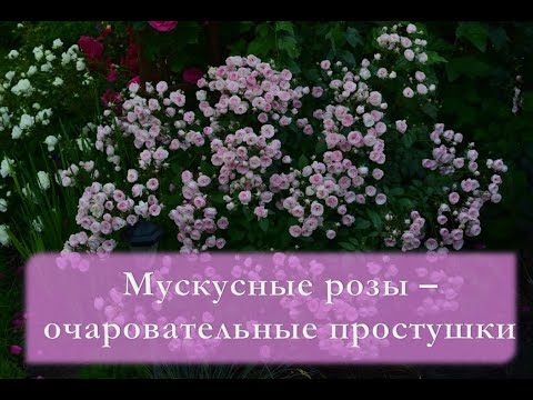 Видео: Мускусные розы  -  очаровательные простушки