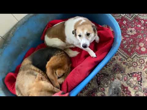 Видео: Похолодання на притулку 🐽🌨️