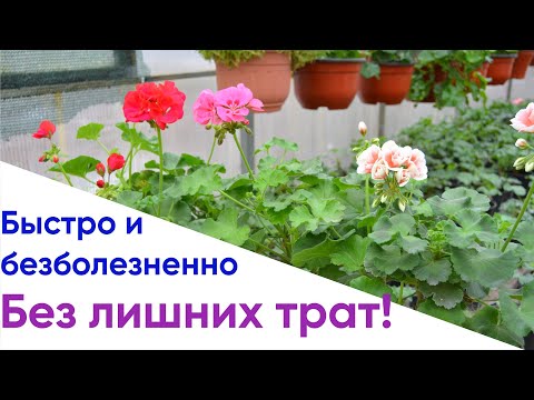 Видео: Черенкование и посадка пеларгонии