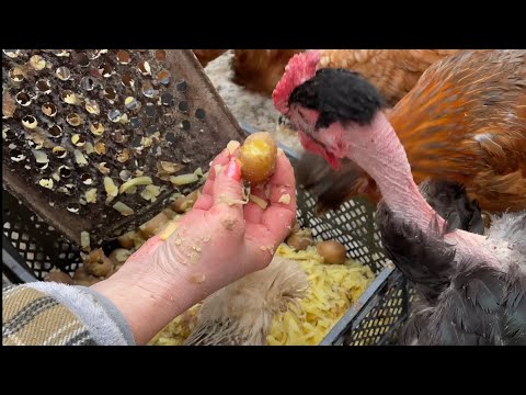 Видео: Ответы на вопросы птицеводов