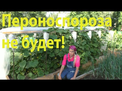 Видео: Спасаем огурцы от пероноспороза