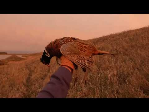 Видео: Старый пёс, те же трюки — Петухи-мудрецы и общественные земли 2025