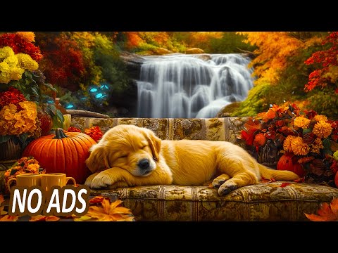 Видео: Успокаивающая музыка для собак 🎶🐾 Круглосуточная музыка, которая поможет собакам расслабиться, ког