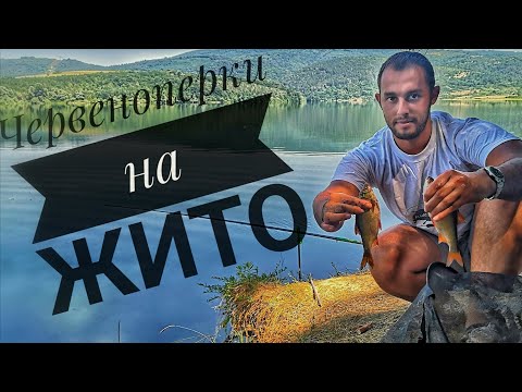 Видео: Риболов на червеноперки на язовир Йовковци