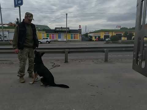 Видео: #Кайдо#ЗКД#К9#соціалізація 