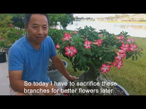 Видео: Адениум (Роза Пустыни) Бонсай – Больше Цветов Круглый Год. Правильная Обрезка